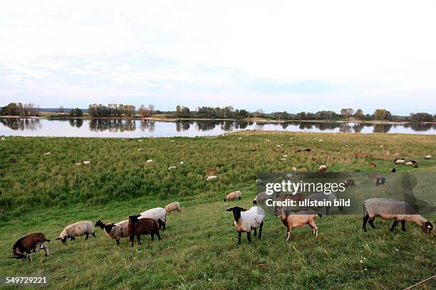 Schnackenburg, Stadtansicht,Schafe und Ziegen grasen auf dem Elbdeich. ( Tradition | GERMANY, Schnackenburg Foto