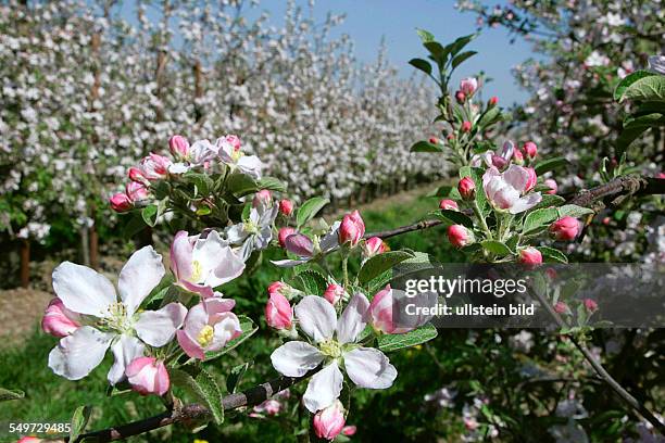 Apfelbluete in Jork im Alten Land, blühende Apfelbäume, Obstanbau