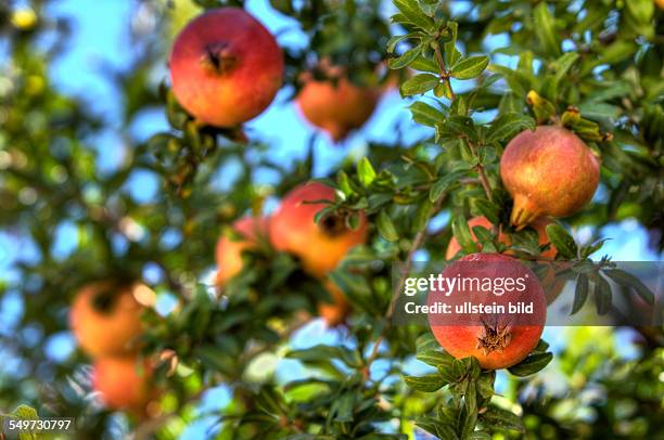 Afitos, Greece, ripe Pomegranate on a tree
