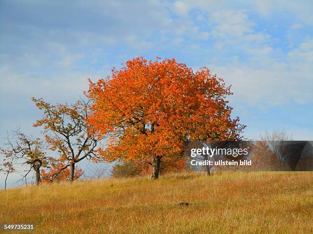 Obstbaum mit Herbstlaub,