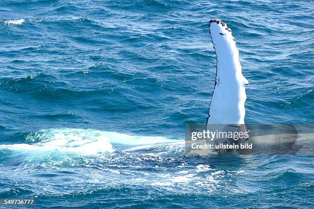 Whale Watching , harbour, Reykjavik, main capital , Iceland, Europe, volcanic island, North Atlantic, polar circle, harbour, Whale, bird