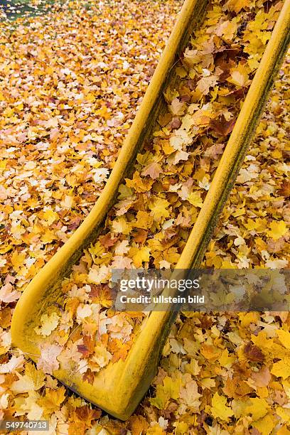 Gelbe Blätter im Herbst sind von den Bäumen abgefallen. Bunte Jahreszeit.