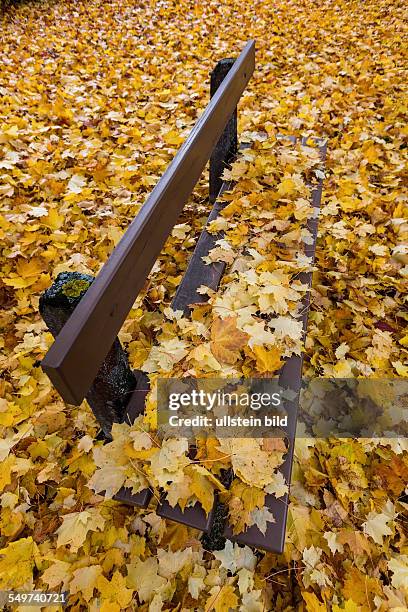 Gelbe Blätter im Herbst sind von den Bäumen abgefallen. Bunte Jahreszeit.