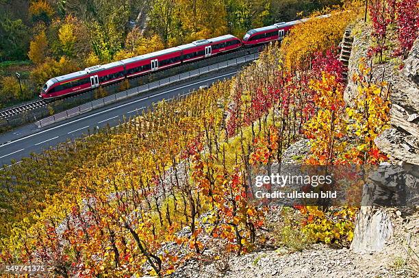 Ein Nahverkehrszug fährt durch die herbstlichen Weinberge im Ahrtal. Hier wird Rotwein der Spätburgunder und Portugieser Traube angebaut. Das Ahrtal...