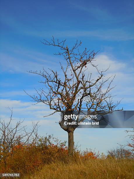 Kahler Obstbaum im Herbst,