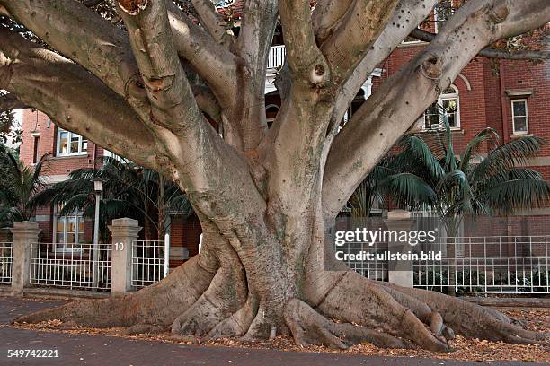 Mortem Bay fig tree in Murray street, Perth, Western Australia