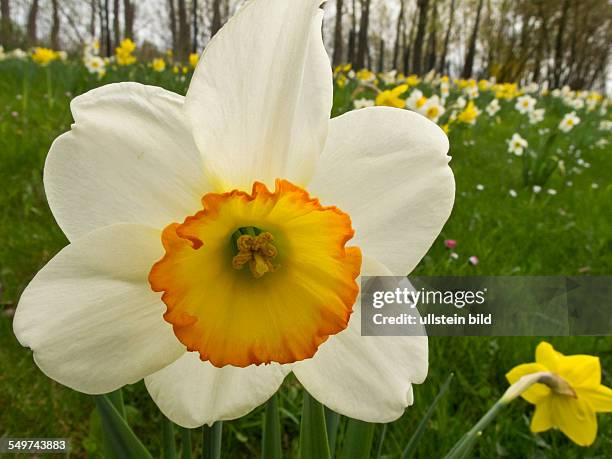 Blühende Osterglocken in den Gärten der Welt in Berlin-Marzahn. Die Gelbe Narzisse , auch Osterglocke oder Osterglöckchen , Falscher Narzissus,...