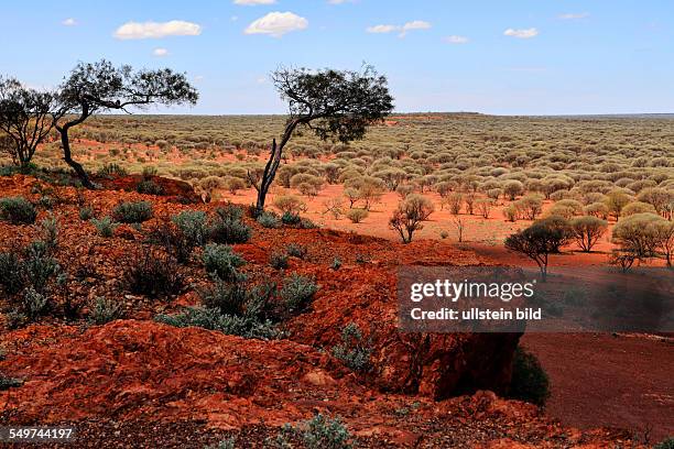 Outback landscape of Mulga Trees family MIMOSACEAE in the Goldfields, Sandstone, Gascoyne Murchison Western Australia