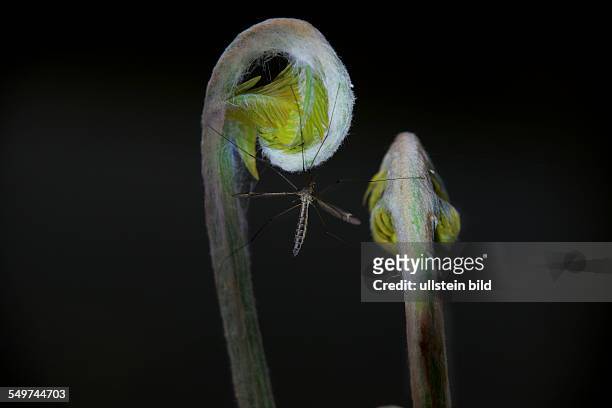 A Royal Fern unfurls its young shoots, a cranefly is sitting between them