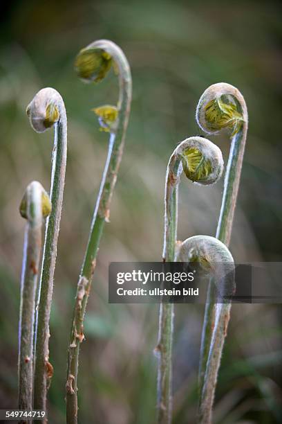 A Royal Fern unfurls its young shoots