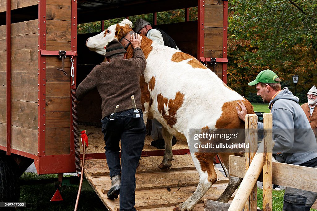 Loading a cow onto a transporter, Sachrang Upper Bavaria Germany News ...