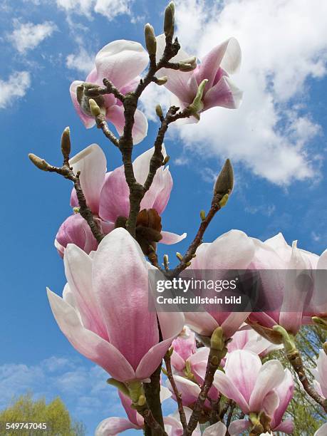 Magnolienblüte in den Gärten der Welt in Berlin-Marzahn. Die Magnolien sind eine Pflanzengattung in der Familie der Magnoliengewächse . Sie enthält...