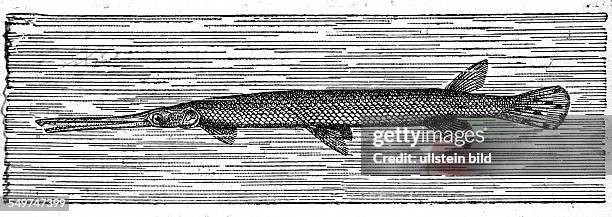 Deutschland, , Alter Holzschnitt um 1880, Knochenhecht, Fisch