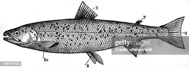 Deutschland, , Alter Holzschnitt um 1880, Fisch, Lachs