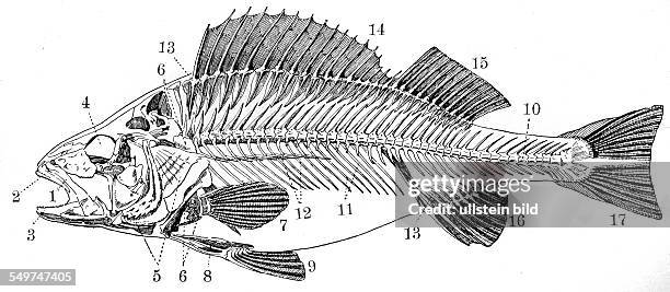 Deutschland, , Alter Holzschnitt um 1880, Flussbarsch, Skelett