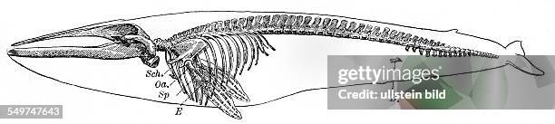 Deutschland, , Alter Holzschnitt um 1880, Skelett des Blauwals