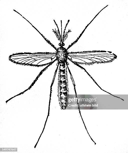 Deutschland, , Alter Holzschnitt um 1880, Stechmuecke, maennlich