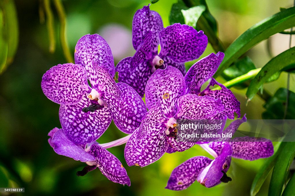Orchid, Botanical Garden, Phuket