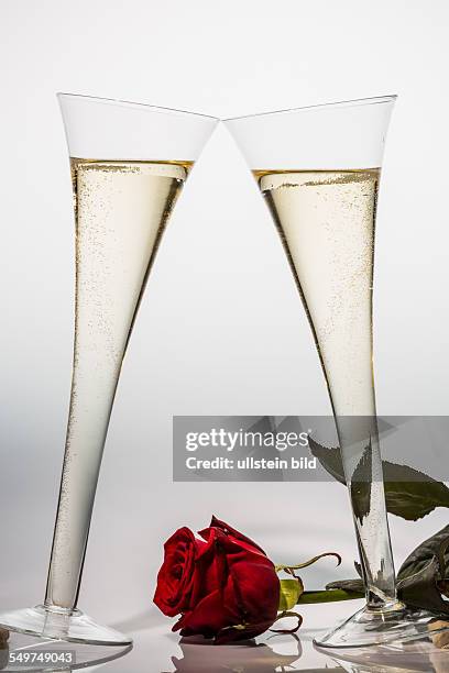 Champagner oder Sekt in einem Champagnerglas mit roter Rose. Symbolfoto für Feiern, Hochzeitstag, Valentinstag, Geburtstag.