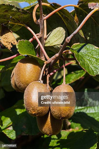 Kiwi auf einem Kiwibaum im Herbst. Reife exotische Früchte