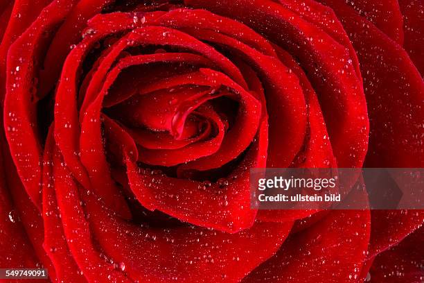 Eine rote Rose mit Tropfen aus Wasser auf der Blüte.