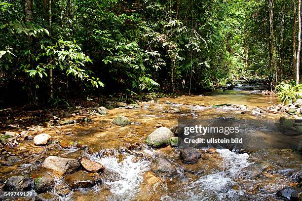 Thailand, South Thailand, Asia, Buddhism, Andaman Sea, South East Asia, dschungel, rain forest, forest, landscape, nature, Khao sok, nature trail,...