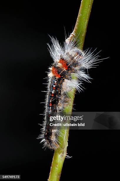 Raupe Raupen Spinnerrraupe Schmetterlinge Spinner Raupenhaare Brennhaare Nesselhaare Raupenporträt Kopfkapsel Lasiocampidae Porträt Bufoidia pittaway