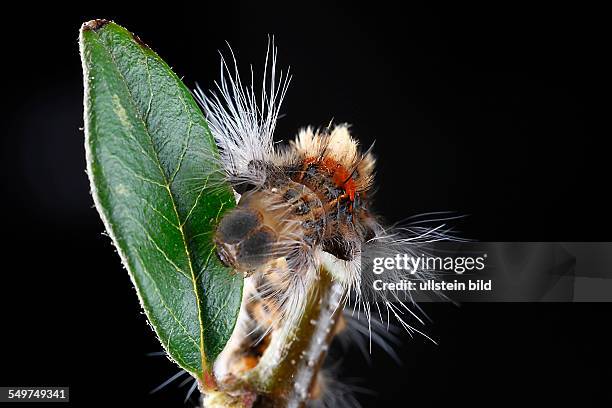 Raupe Raupen Spinnerrraupe Schmetterlinge Spinner Raupenhaare Brennhaare Nesselhaare Raupenporträt Kopfkapsel Lasiocampidae Porträt Bufoidia pittaway