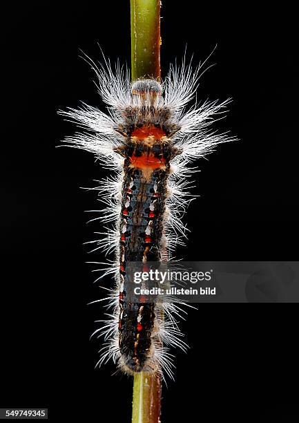 Raupe Raupen Spinnerrraupe Schmetterlinge Spinner Raupenhaare Brennhaare Nesselhaare Raupenporträt Kopfkapsel Lasiocampidae Porträt Bufoidia pittaway