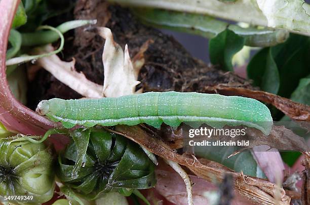 Raupe Raupen Eulenraupe Noctuidae Polymixis flavicincta