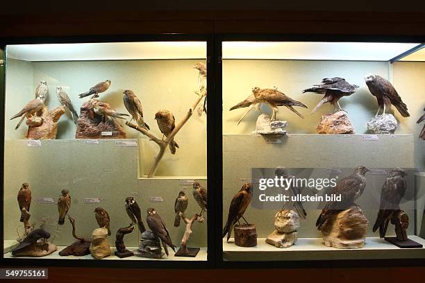 Mdina, the ornithology section in the National Museum of Natural History