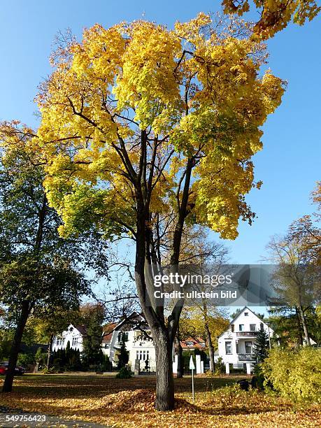 Goldener Herbst: Bunter Laubbaum in Hessenwinkel zu Rahnsdorf in Berlin-Koepenick