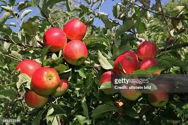 Altes Land: Apfelanbau, Äpfel am Baum