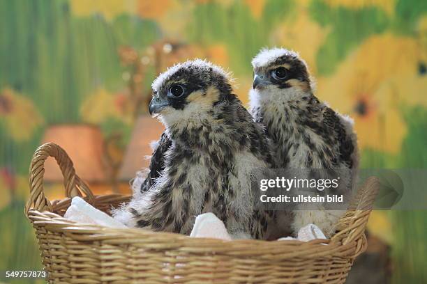 Deutschland, Hattingen: zwei Baumfalken, die von einen Hochspannungsmasten gerettet werden mussten, in der Wildvogelstation Paasmuehle.