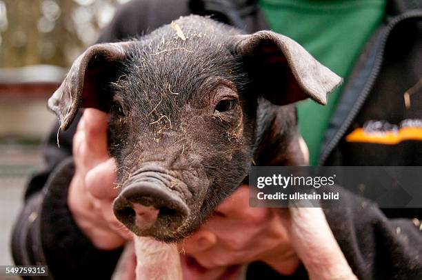 Ein Schwäbisch-Hällisches Schwein im Tierpark Berlin, wurde am geboren.