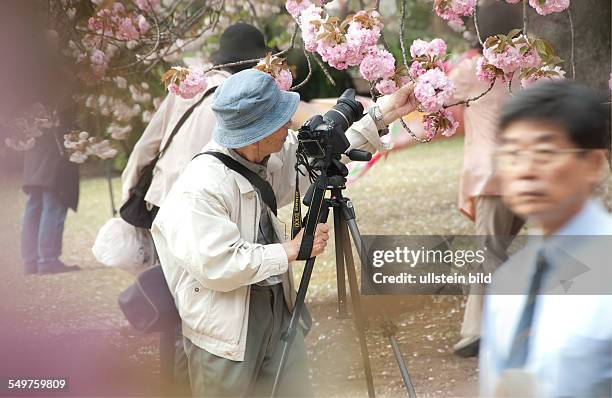 Mann fotografiert die Kirschblüten.Shinjuku Gyoen, National Park, Tokio im Fru¨hling.