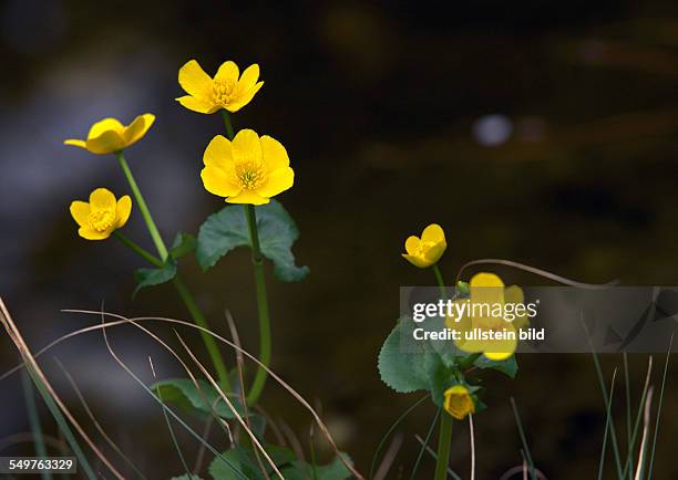 Marigold flower on a pond