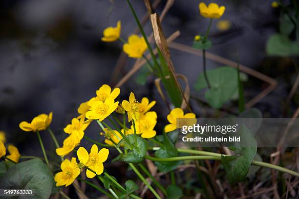 Marigold flower on a pond