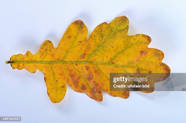 20 Eichenblatt Stock Photos High Res Pictures And Images Getty Images 20-eichenblatt-stock-photos-high-res-pictures-and-images-getty-images