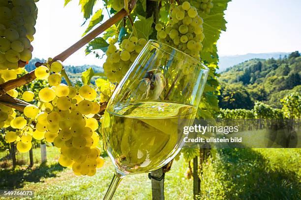 Weinglas mit Weißwein. Daneben Weintrauben im Weinberg des Winzers.