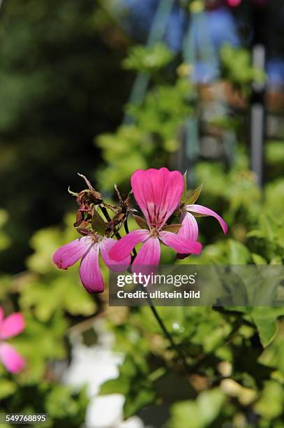 Blüte eine Geranie - Pelargonium cordifolium -