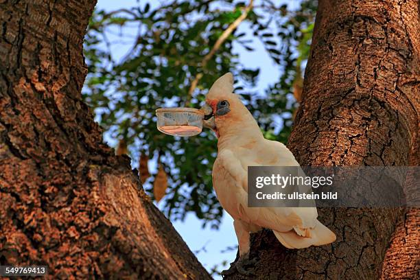 Little Corella Cockatoo in a tree holding a plastic container in its beak, Pilbara, Northwest Australia