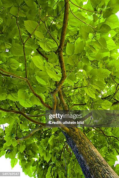 Viele grüne Blätter bilden das dichte Laub eines Baumes