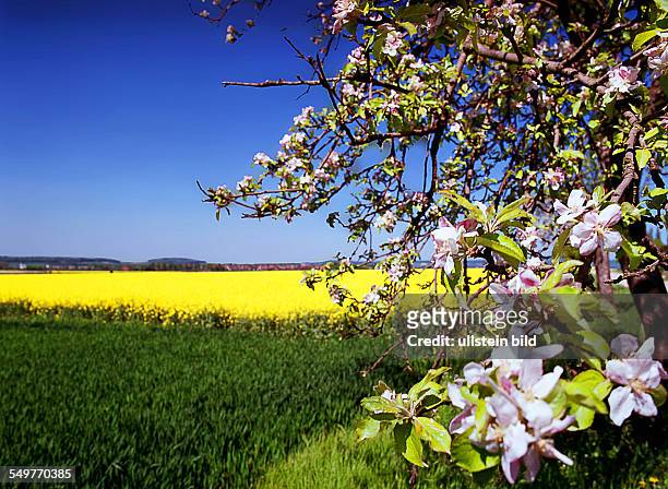Rapsblüte, blühendes Rapsfeld und blühender Obstbaum in der Gemarkung Wennigsen/Hannover