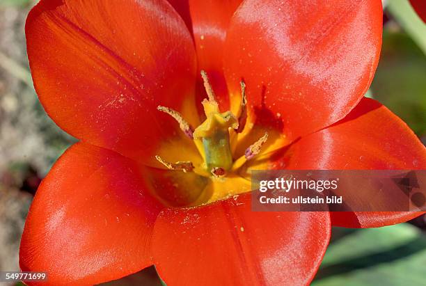 Blumen im Berggarten in Hannover: Blume Tulpe Liliaceae Tulipa Kaufmanniana Hybride Showwinner