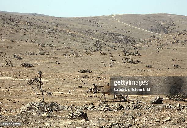 Sultanat Oman, Esel in der Wüste