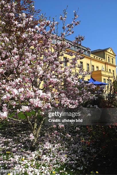 Magnolienbaum () Magnolienbaum