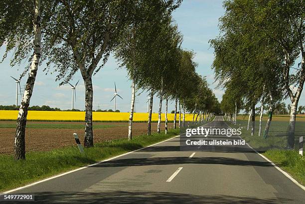 Rapsfeld blühend mit Windkraftanlagen und Birkenbäume entlang einer Allee in der Gemarkung Hotteln bei Hannover.