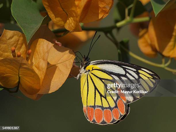 common jezebel butterfly - butterfly maharashtra stock pictures, royalty-free photos & images