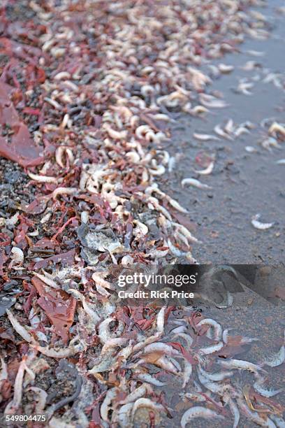 krill washed up on beach - krill stock pictures, royalty-free photos & images